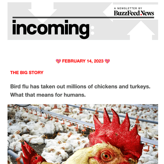 BuzzFeed News Incoming Newsletter February 2023